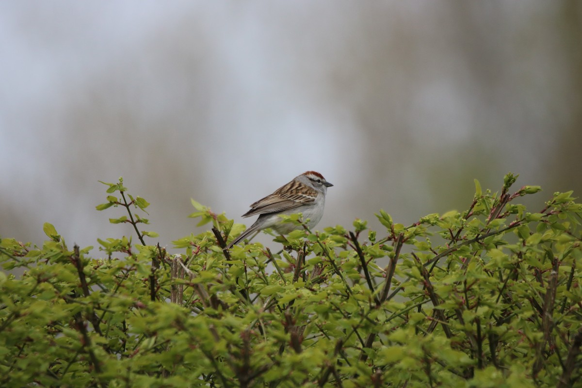 Chipping Sparrow - ML618435687