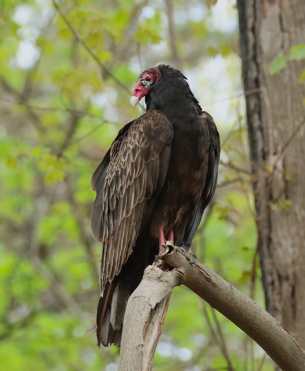 Turkey Vulture - ML618435728