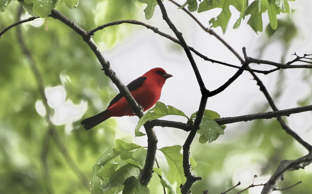 Scarlet Tanager - ML618435740
