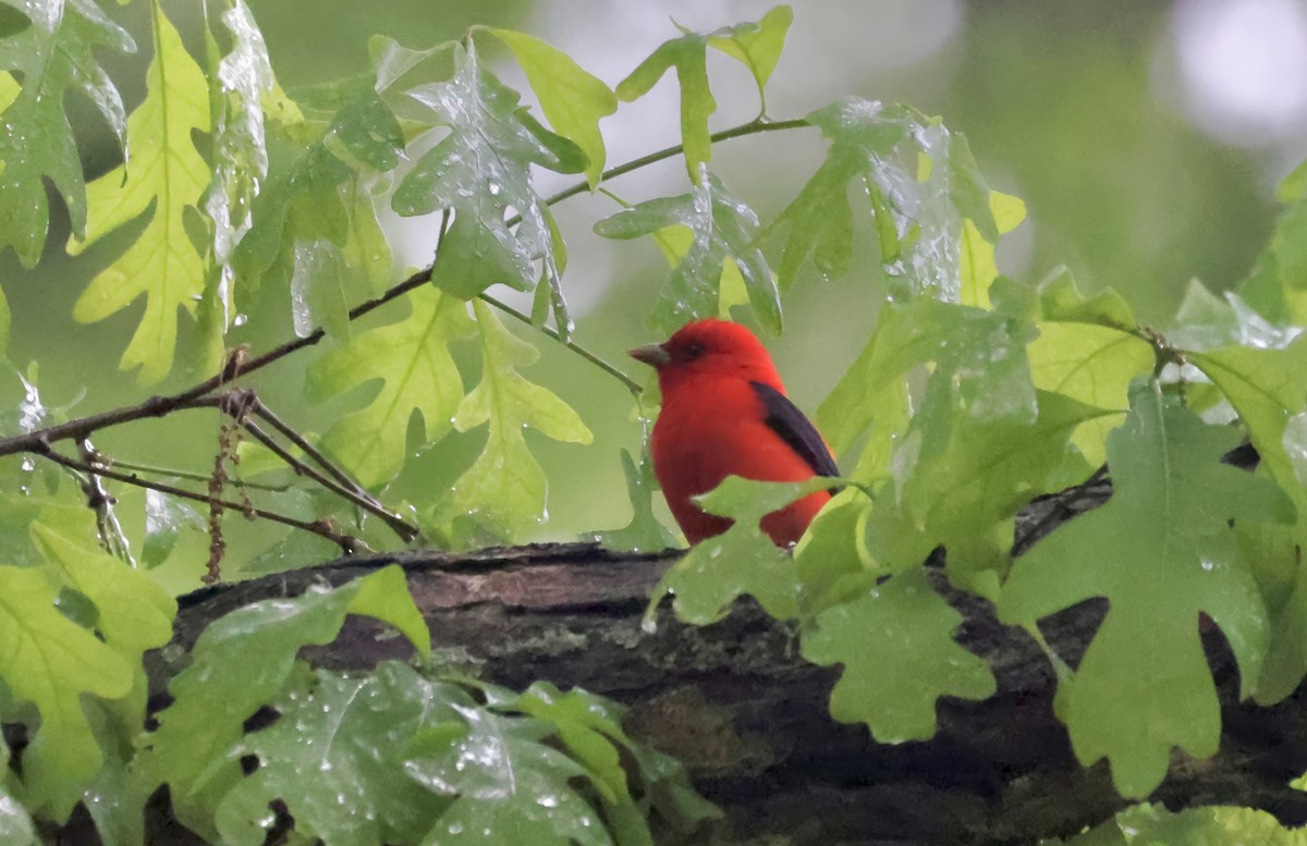 Scarlet Tanager - ML618435742