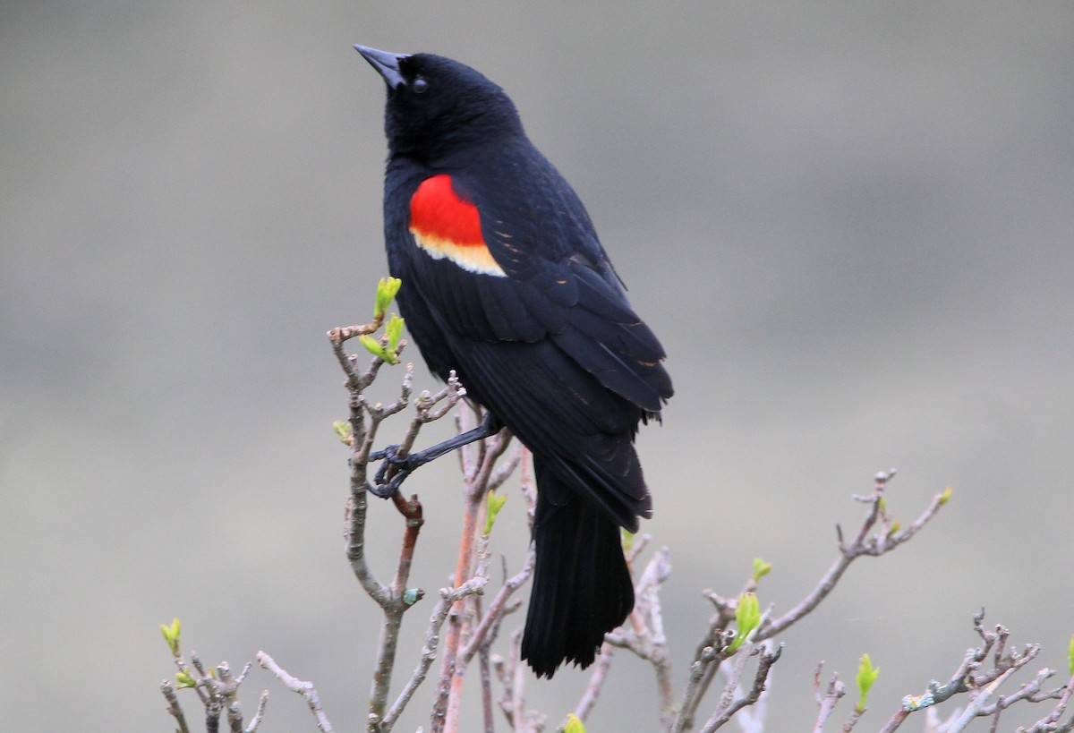 Red-winged Blackbird - ML618435776