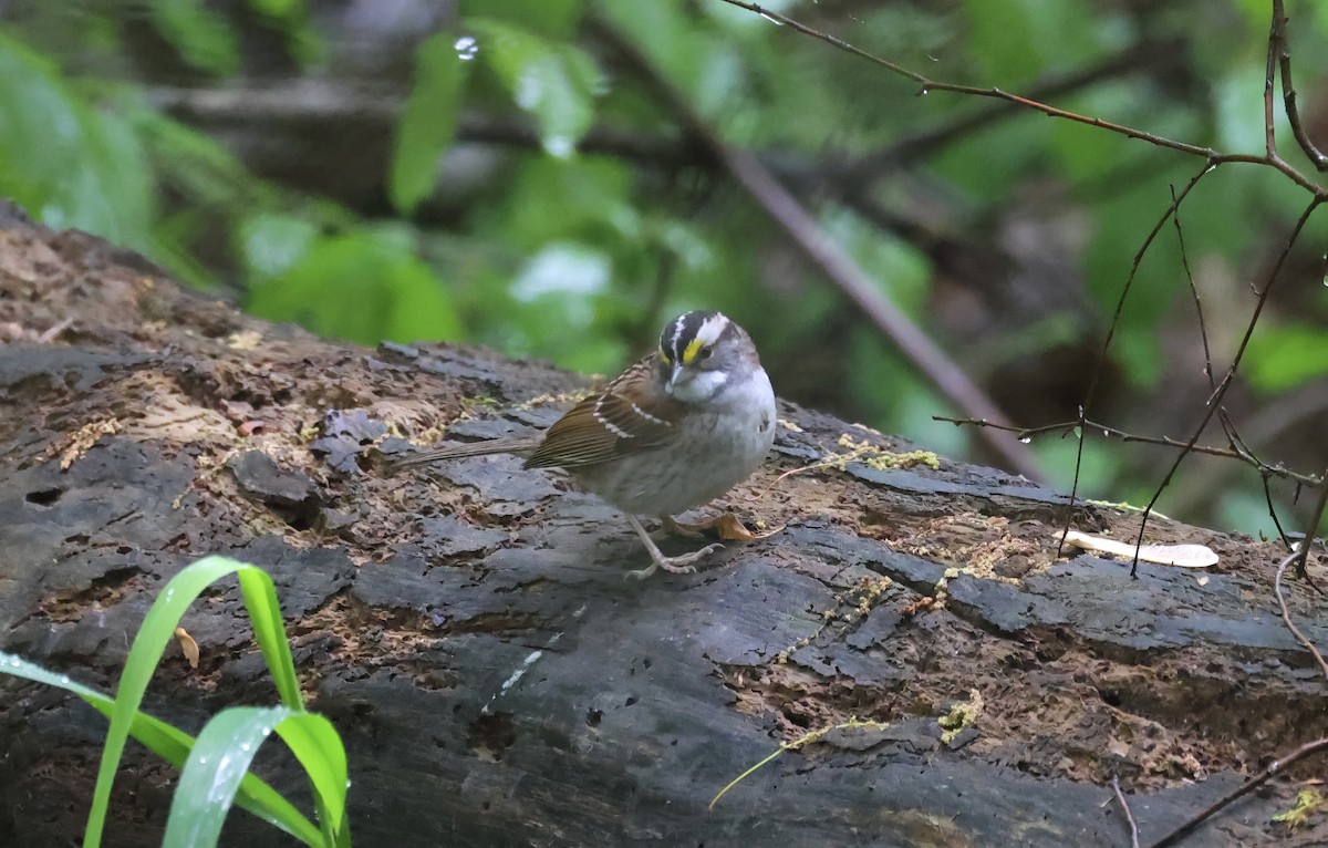 White-throated Sparrow - ML618435798