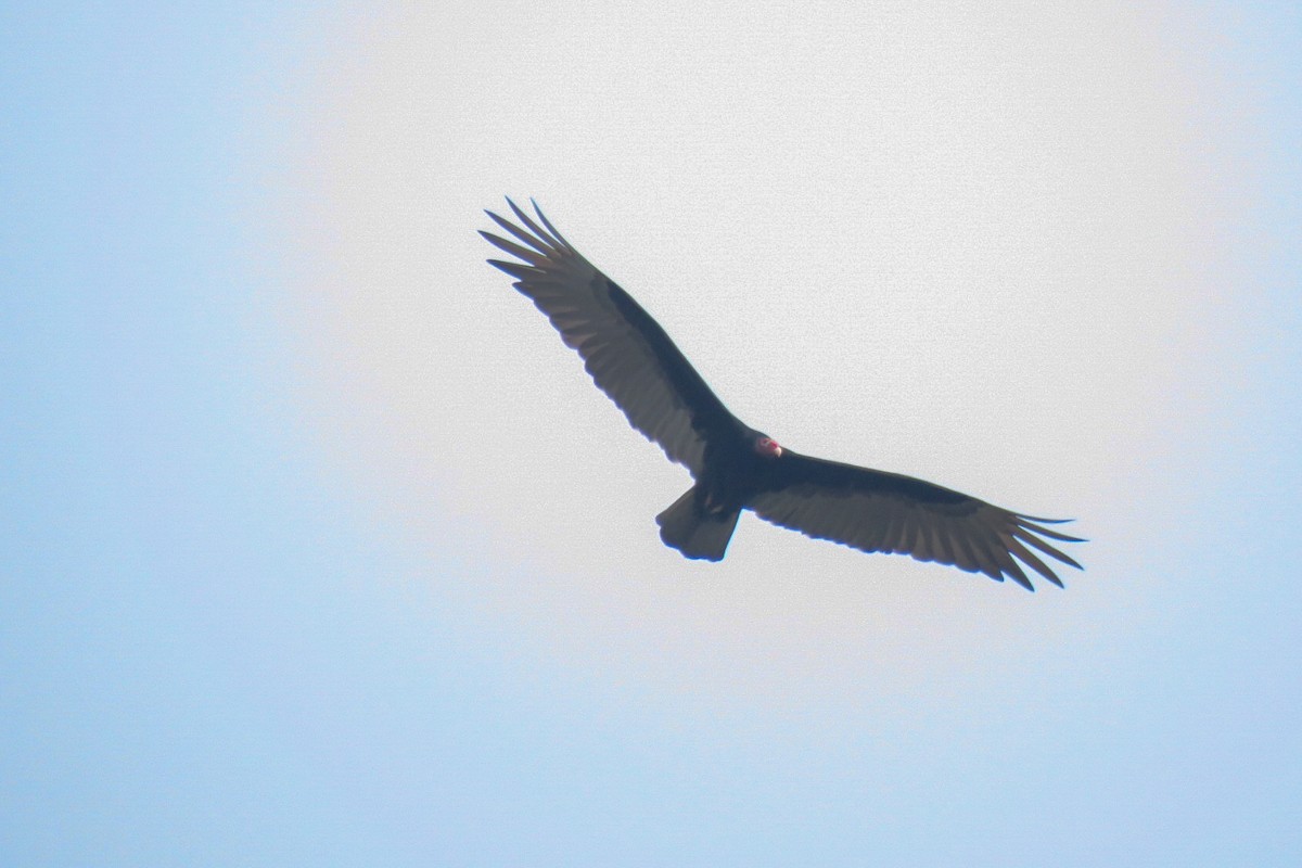 Turkey Vulture - ML618435799