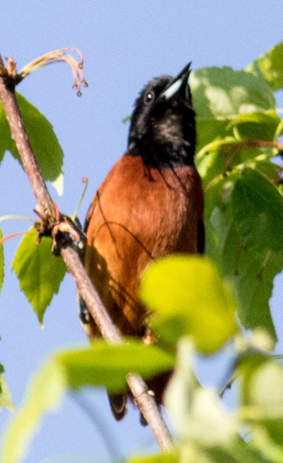 Orchard Oriole - ML618435882