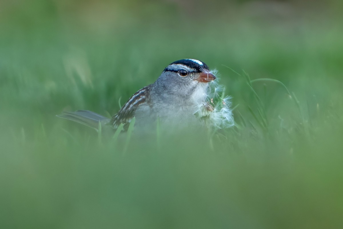 White-crowned Sparrow - ML618435896