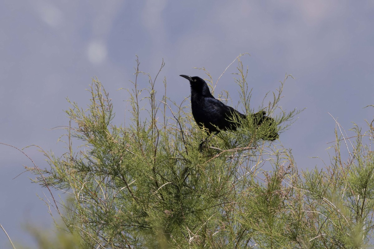 Great-tailed Grackle - ML618435945