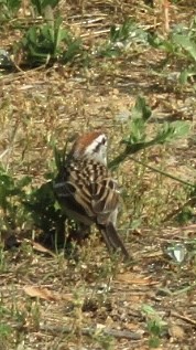 Chipping Sparrow - ML618435952