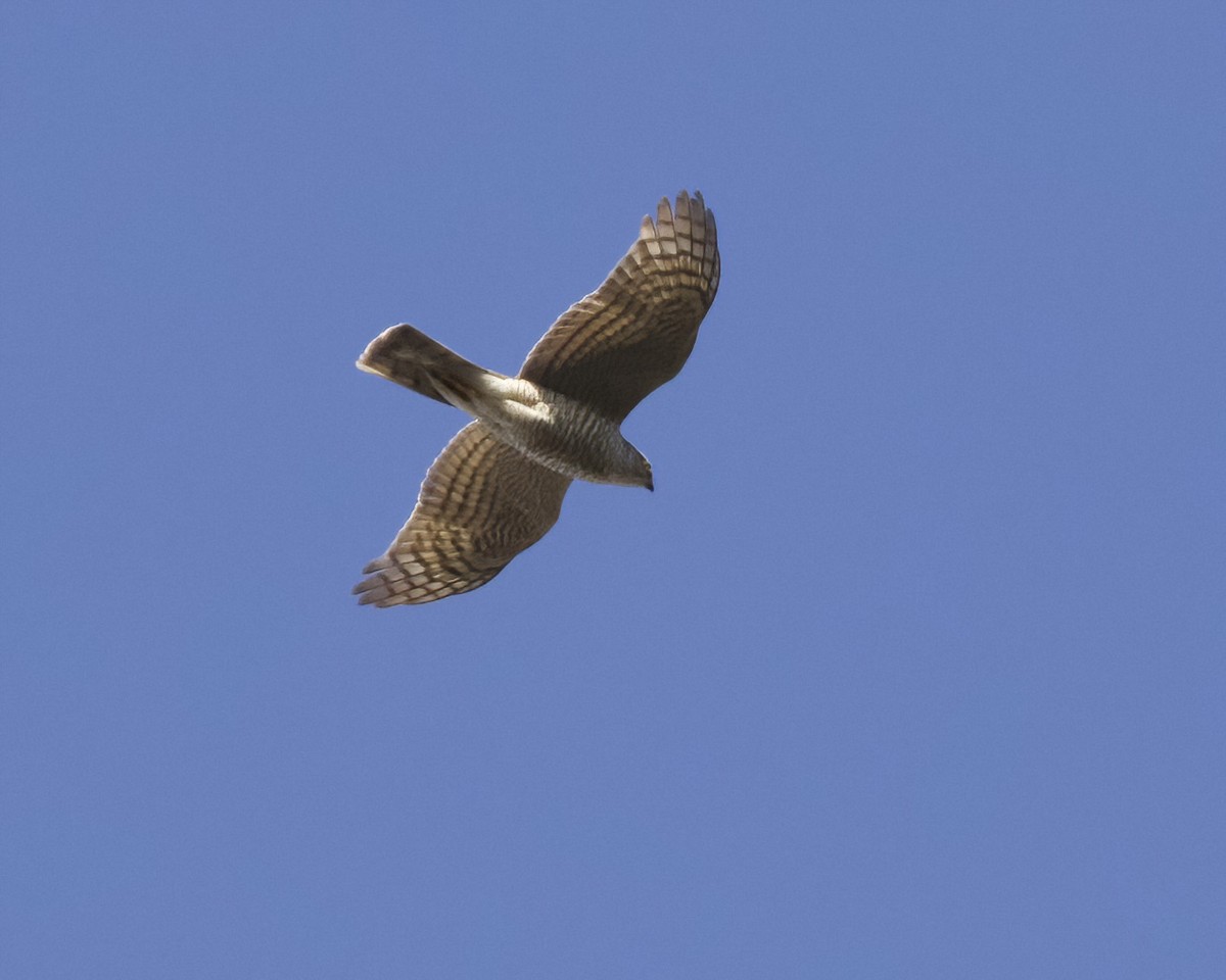 Eurasian Sparrowhawk - ML618435981