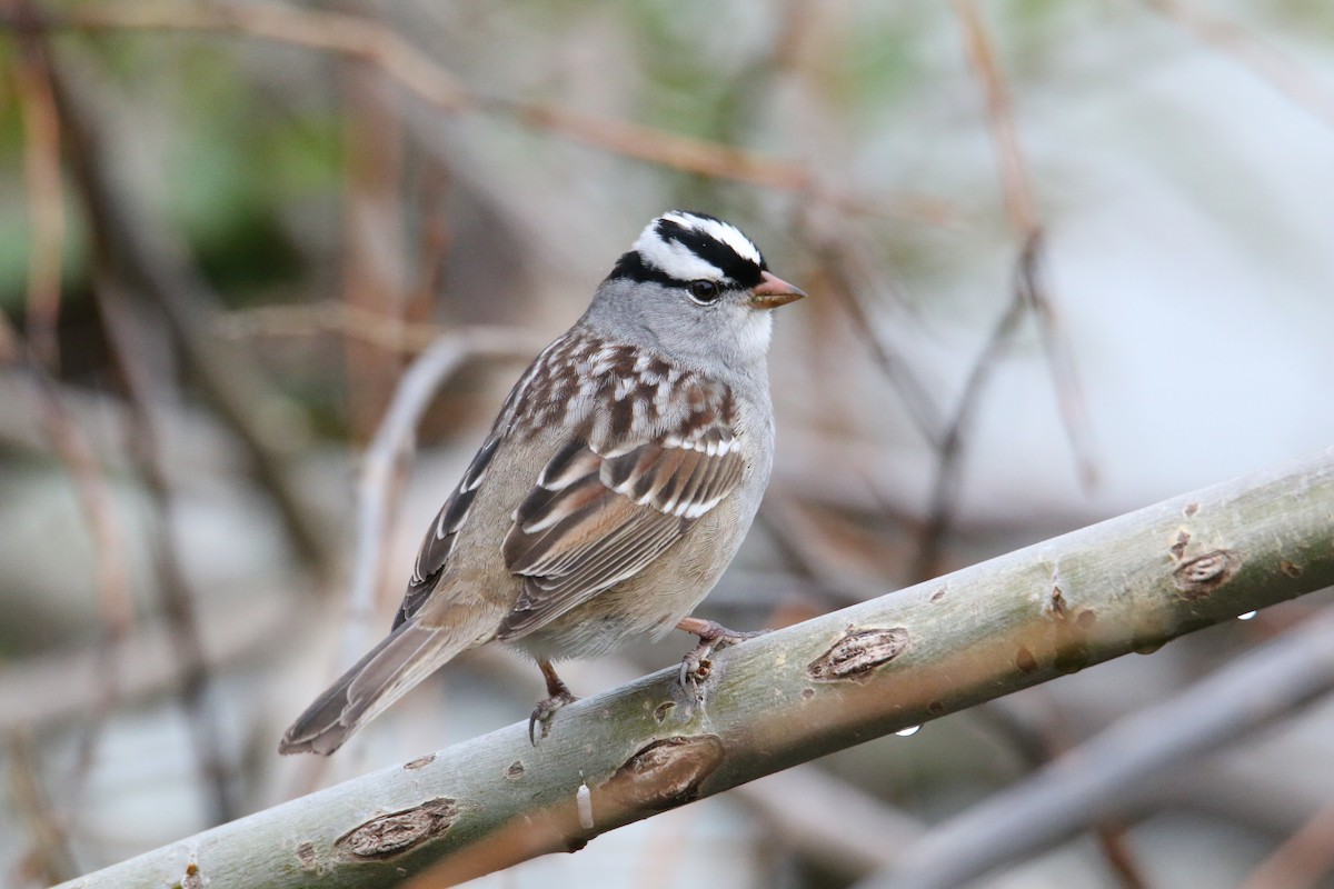 White-crowned Sparrow - ML618435992
