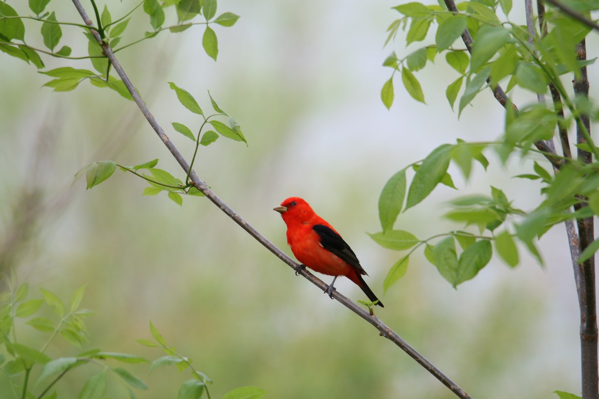 Scarlet Tanager - ML618436006