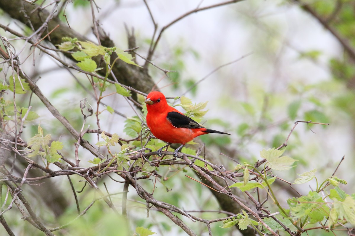 Scarlet Tanager - ML618436007