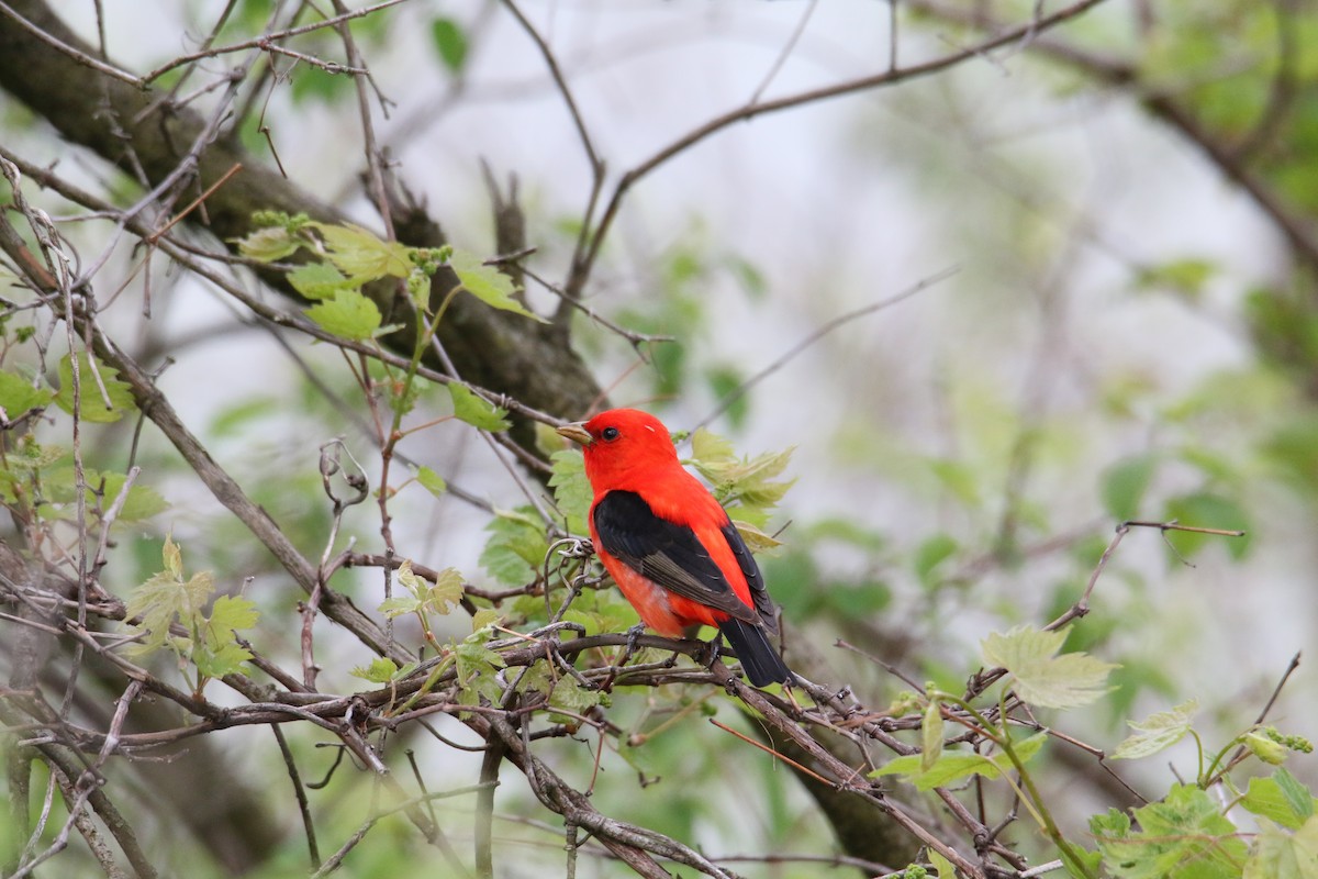 Scarlet Tanager - ML618436008
