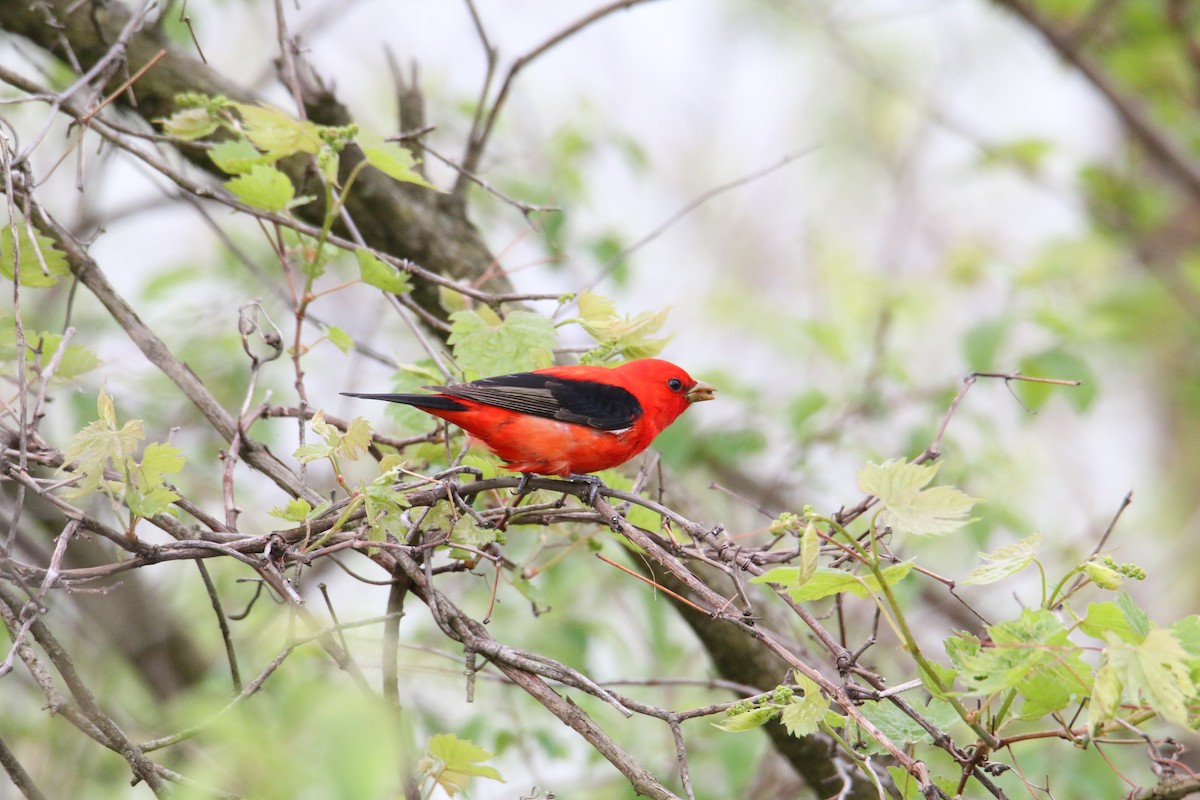 Scarlet Tanager - ML618436009