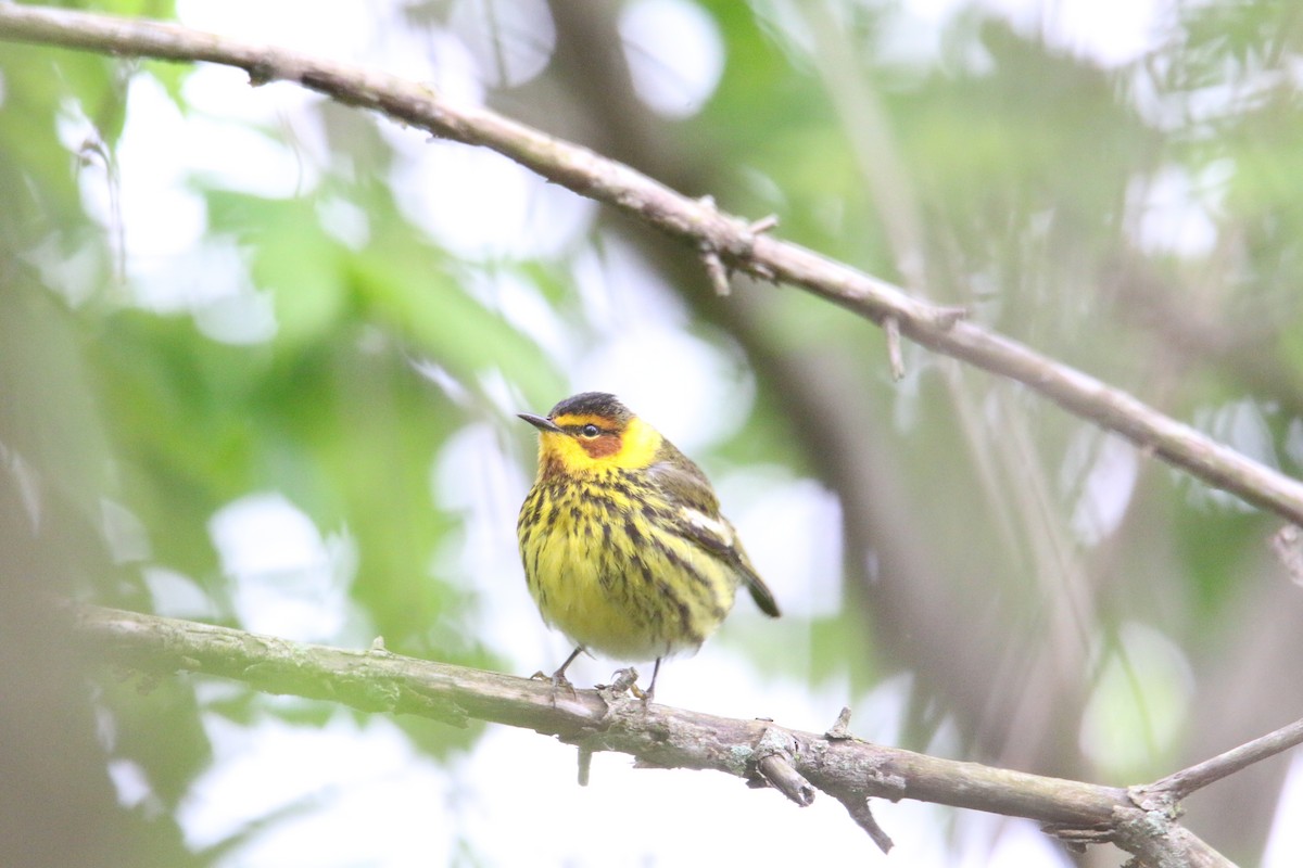 Cape May Warbler - ML618436022