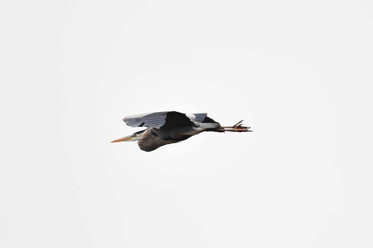 Great Blue Heron - Cristine Van Dyke