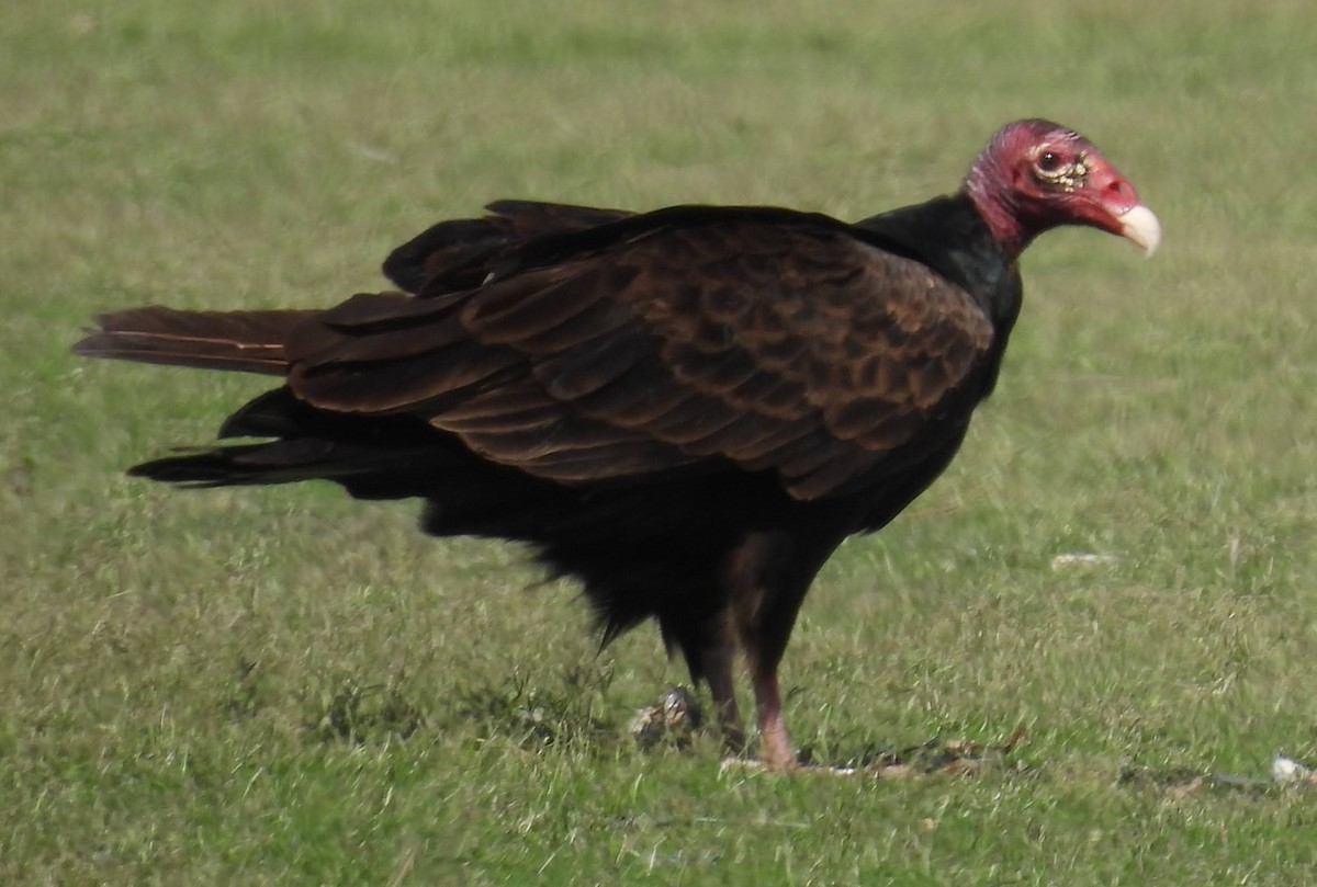 Turkey Vulture - ML618436103