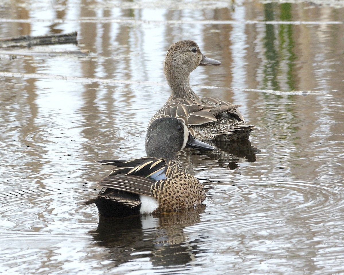 Blue-winged Teal - ML618436142