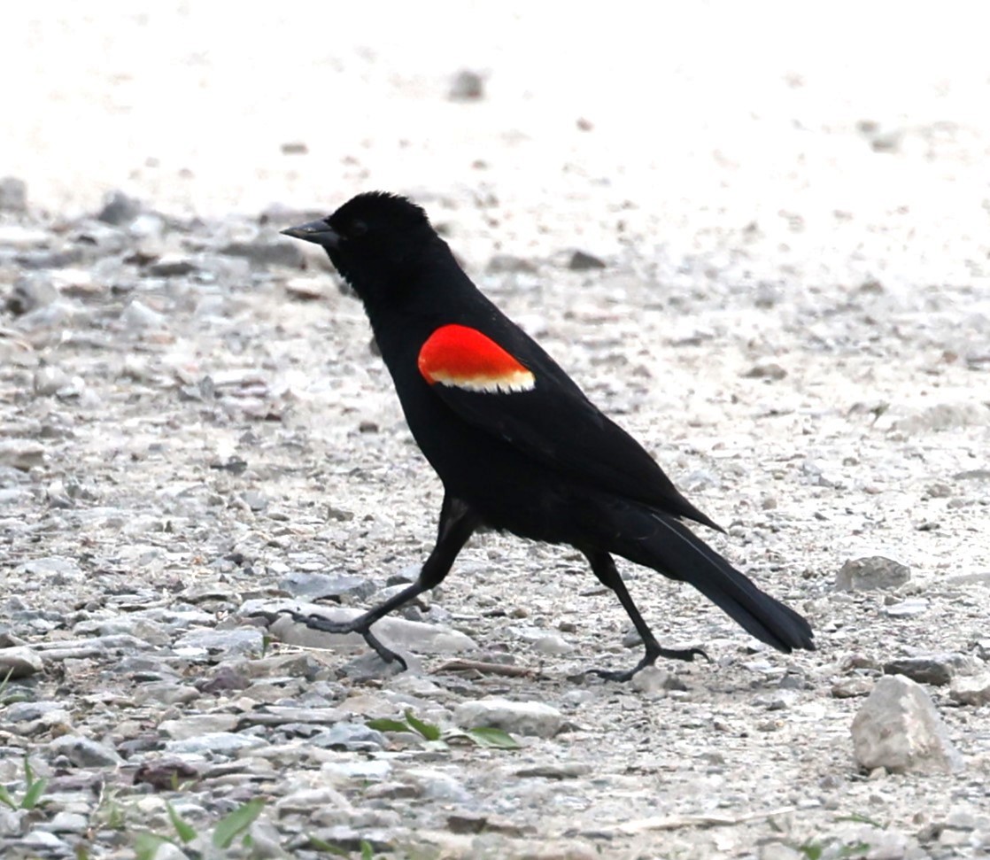 Red-winged Blackbird (Red-winged) - ML618436143