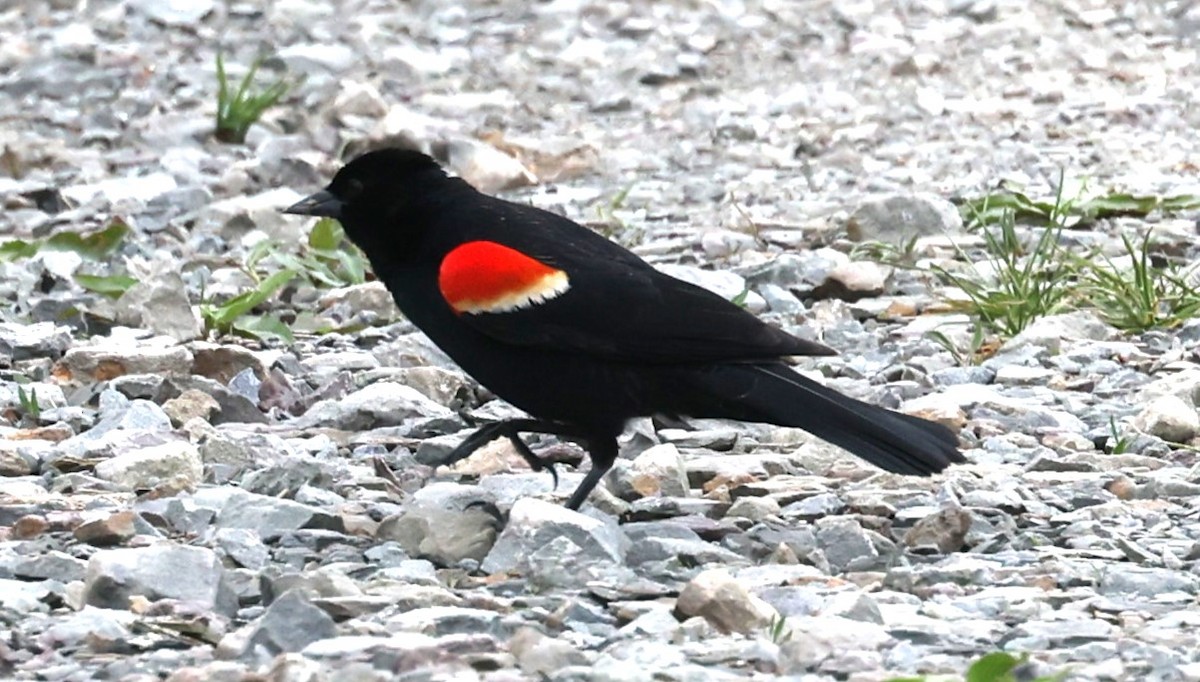 Red-winged Blackbird (Red-winged) - ML618436144