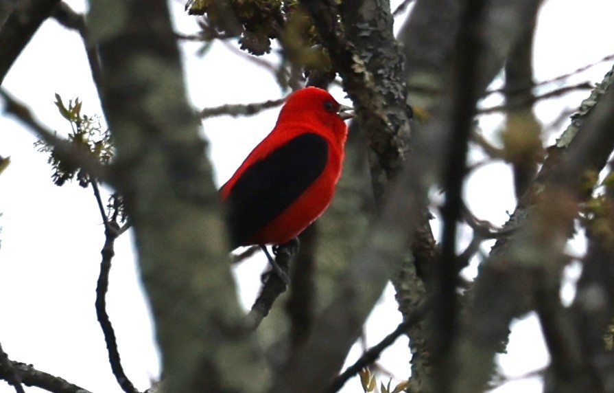 Scarlet Tanager - ML618436206