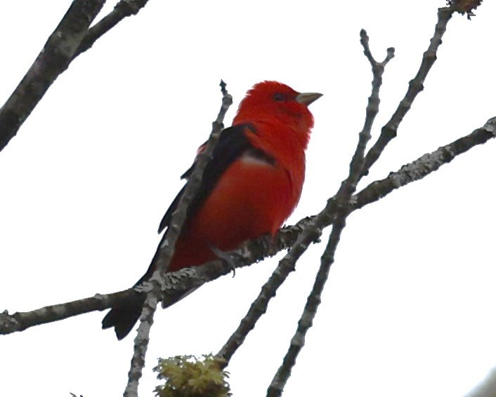 Scarlet Tanager - ML618436207