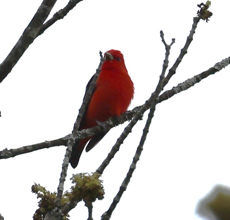 Scarlet Tanager - ML618436208