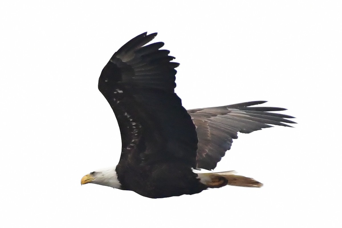 Bald Eagle - ML618436276