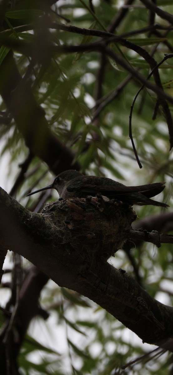 Anna's Hummingbird - ML618436281