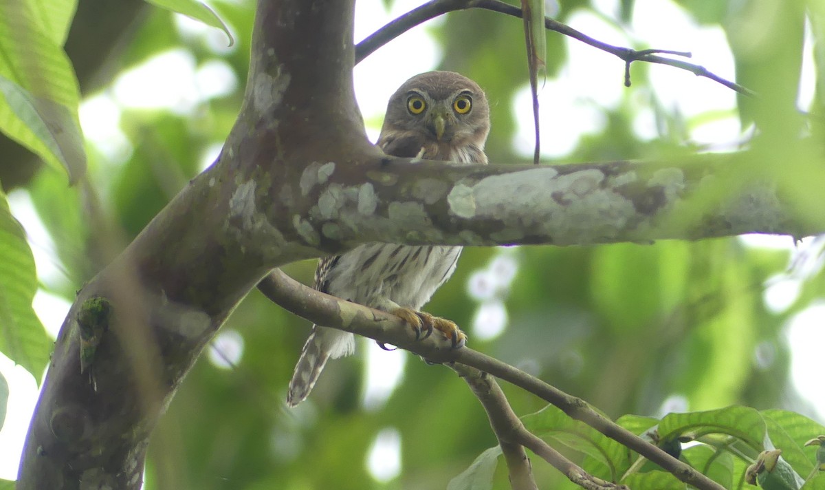 Peruvian Pygmy-Owl - ML618436296
