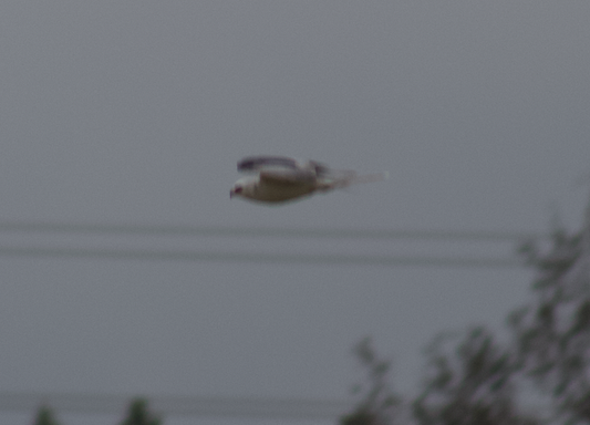 White-tailed Kite - ML618436309