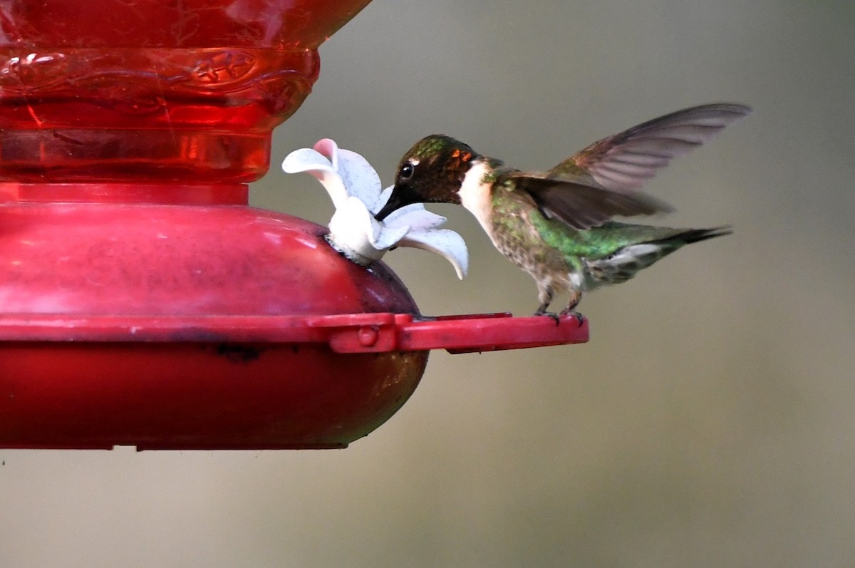 Ruby-throated Hummingbird - ML618436313