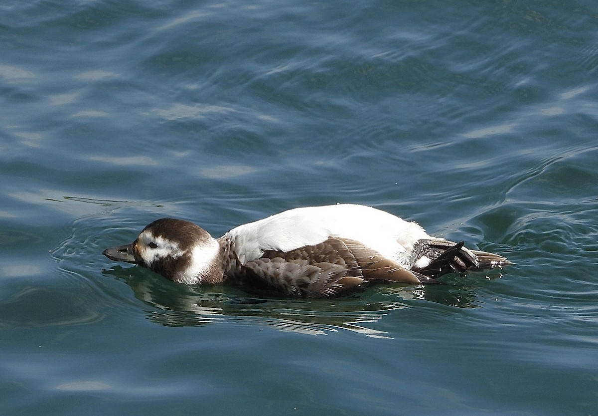 Long-tailed Duck - ML618436343