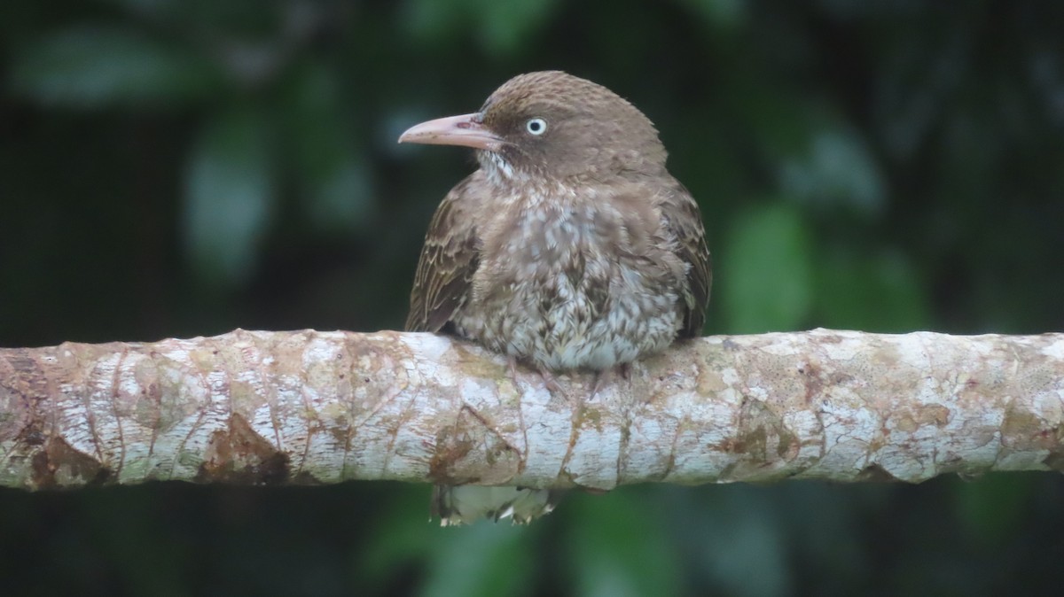 Pearly-eyed Thrasher - Gregory Allen