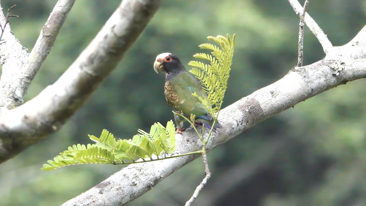 White-crowned Parrot - ML618436394