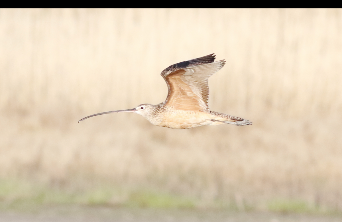 Long-billed Curlew - ML618436404