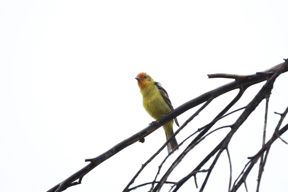 Western Tanager - ML618436407