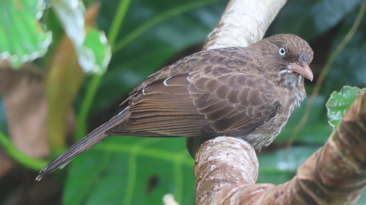 Pearly-eyed Thrasher - Gregory Allen