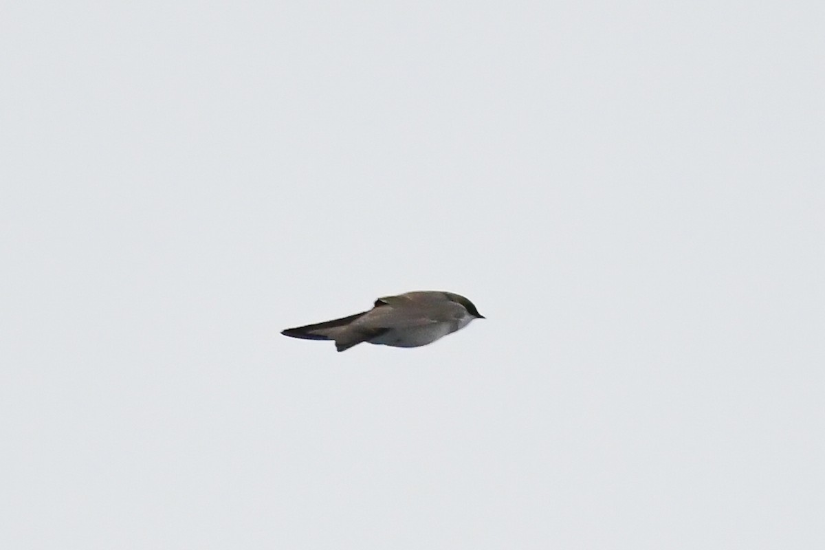 Northern Rough-winged Swallow - Cristine Van Dyke