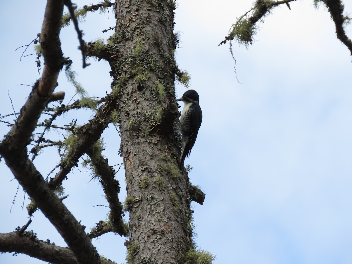 Black-backed Woodpecker - ML618436581