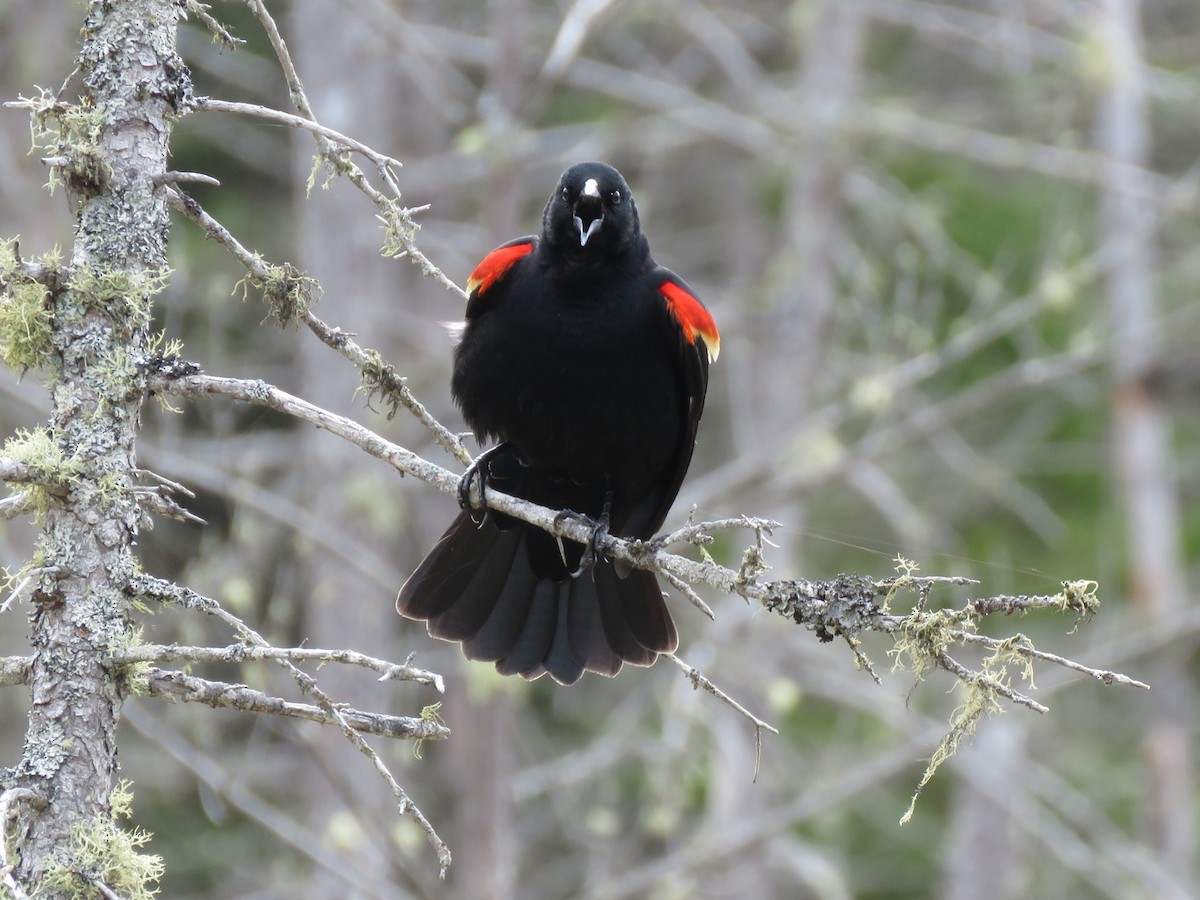 Red-winged Blackbird - Jim Mead