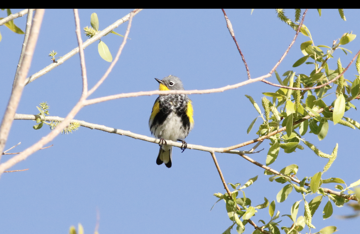Yellow-rumped Warbler (Audubon's) - ML618436617