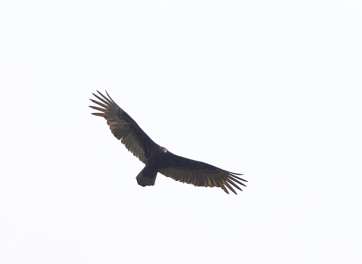Turkey Vulture - ML618436625