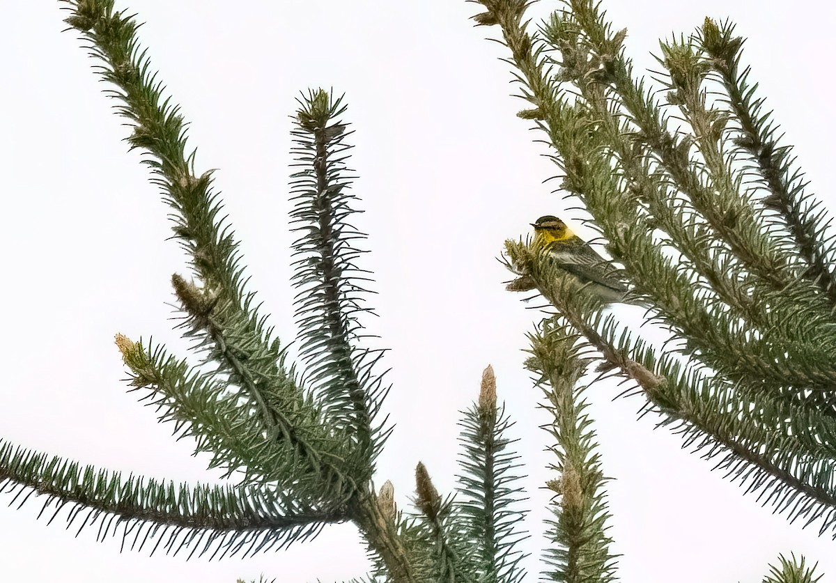 Cape May Warbler - ML618436641