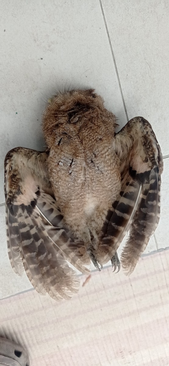 Peruvian Screech-Owl - ML618436649
