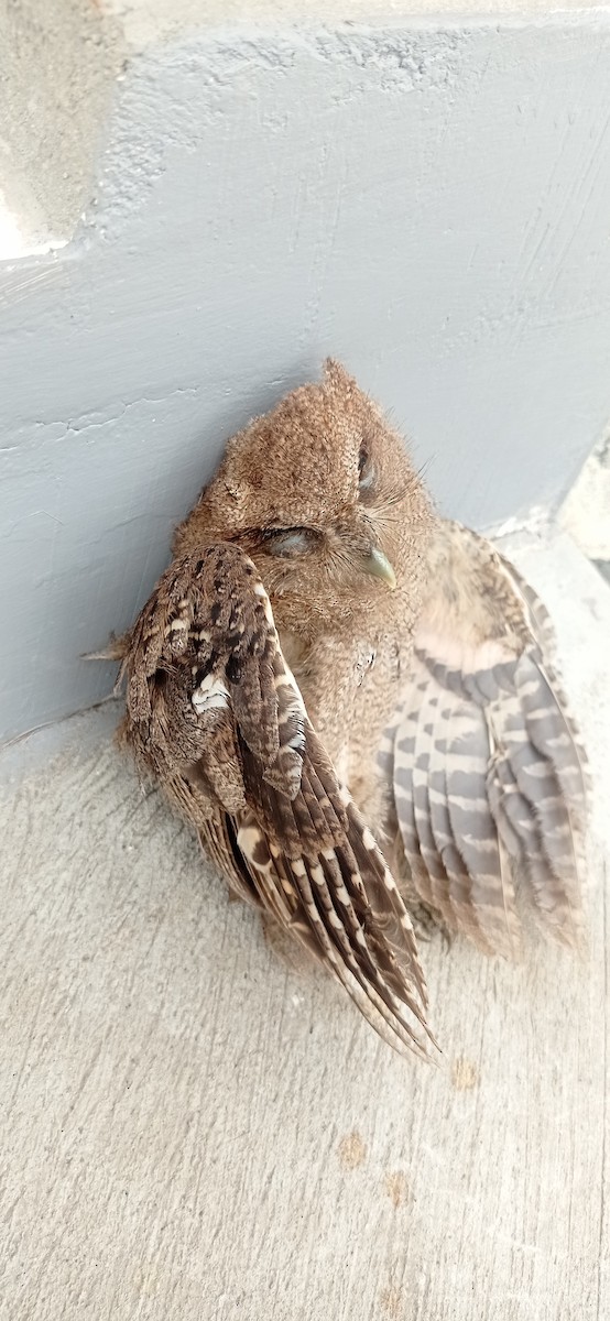 Peruvian Screech-Owl - ML618436650