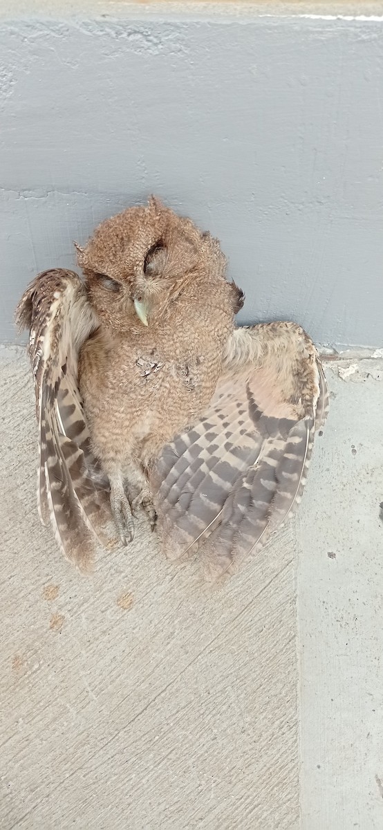 Peruvian Screech-Owl - ML618436651