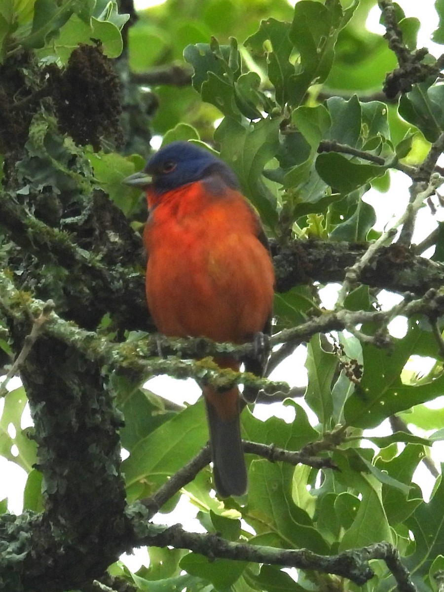 Painted Bunting - ML618436682