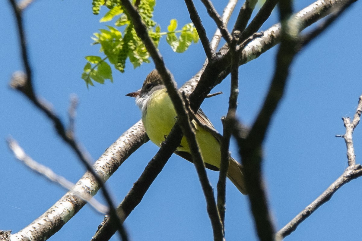 Great Crested Flycatcher - ML618436684