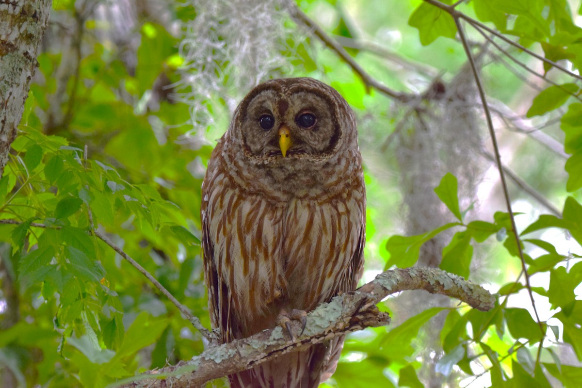 Barred Owl - ML618436710