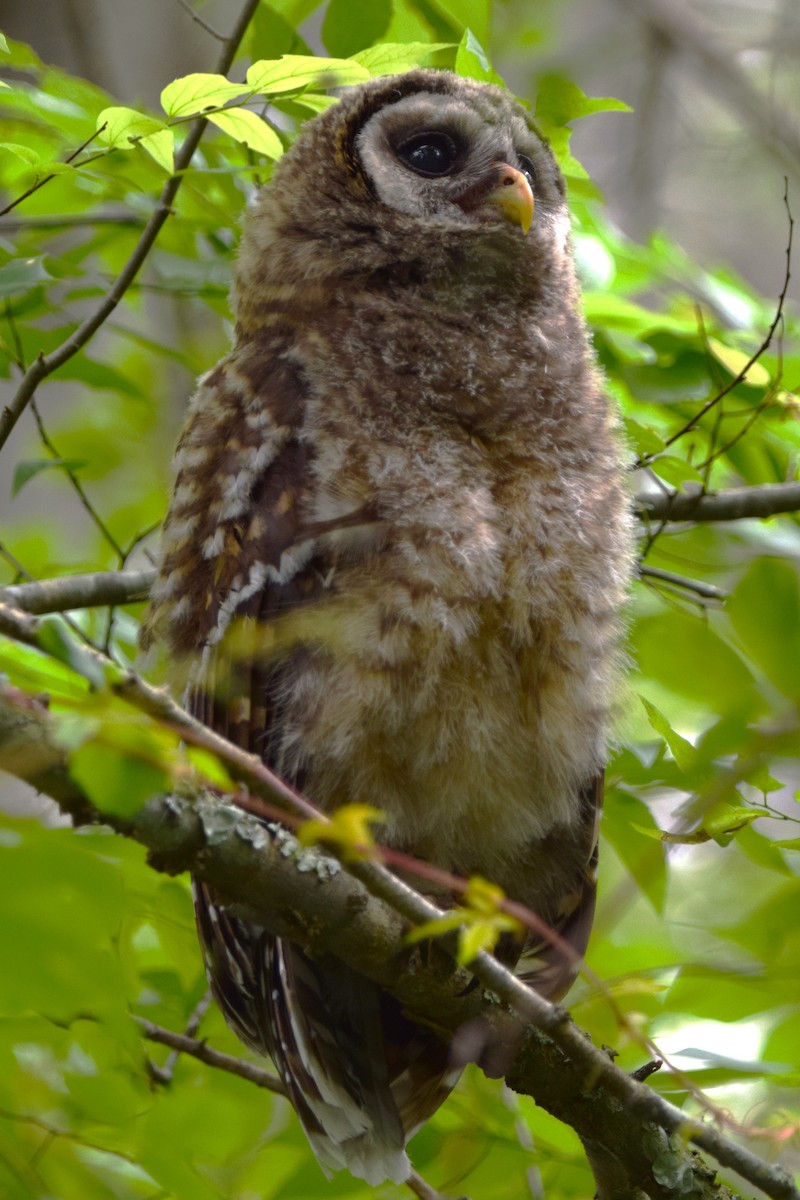 Barred Owl - ML618436711